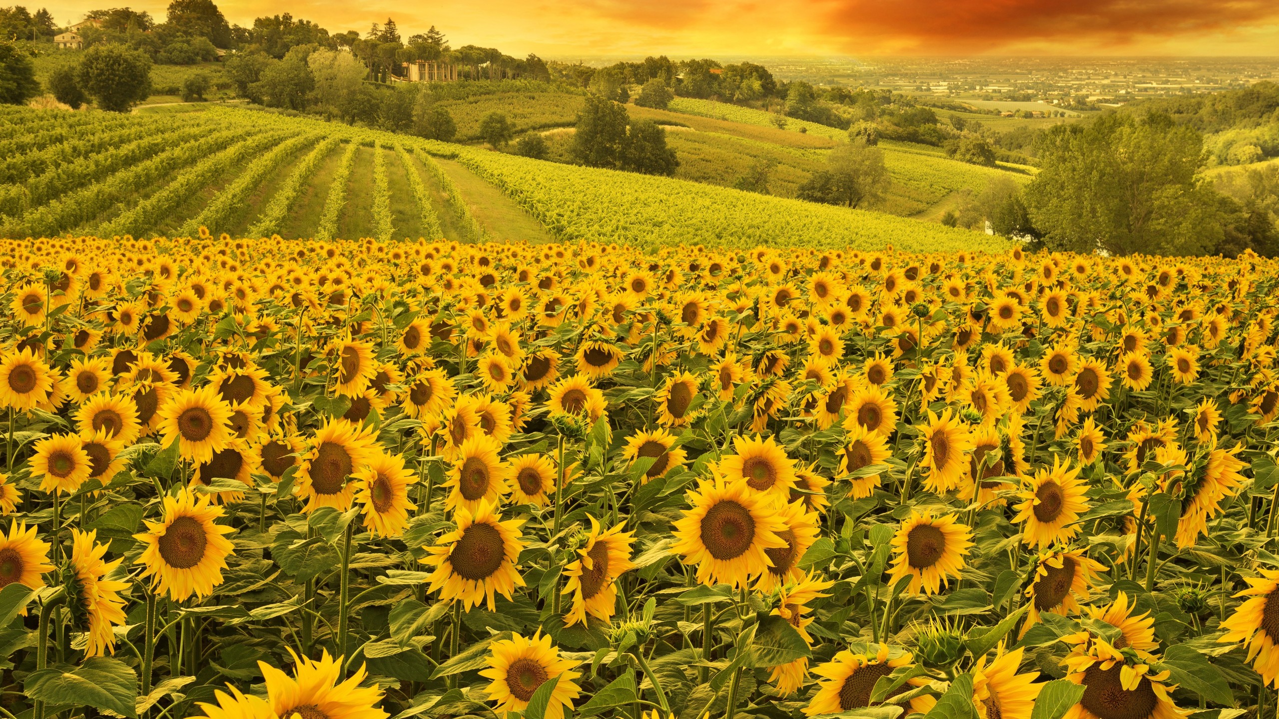 download sunflower for mac