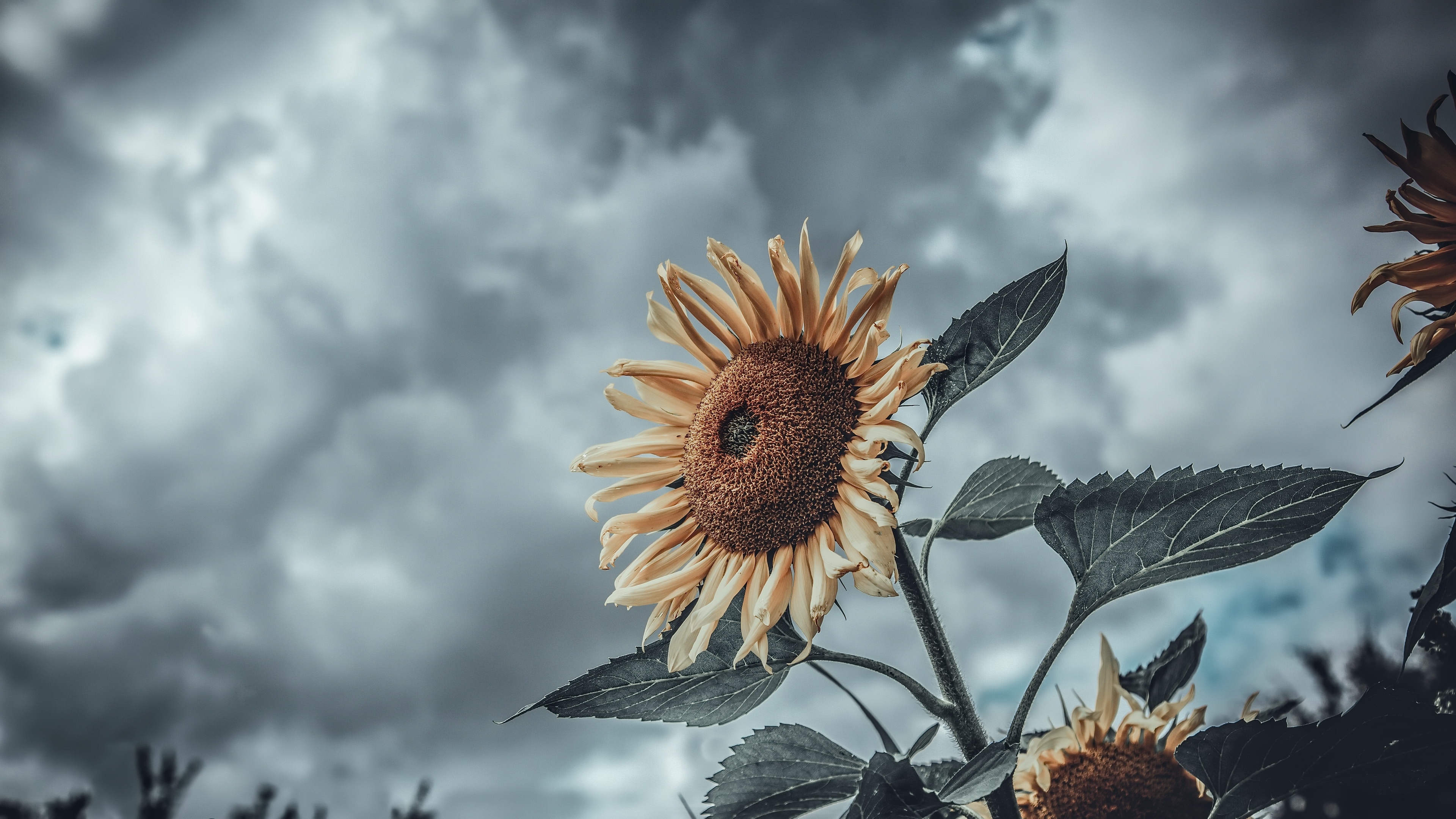 download sunflower for mac